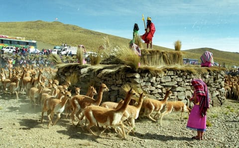 Explore Pampas National Reserve and Vicuña Sanctuary in Nazca