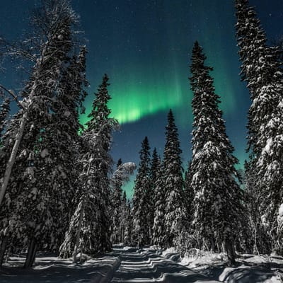 Watching the Northern Lights from a campfire on a reindeer pasture in Rovaniemi - Image 4