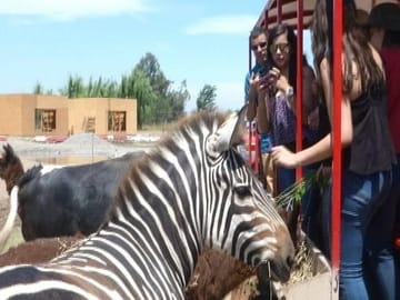 Half-Day Wildlife Adventure at Safari Park Rancagua
