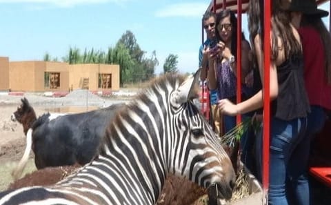 Half-Day Wildlife Adventure at Safari Park Rancagua