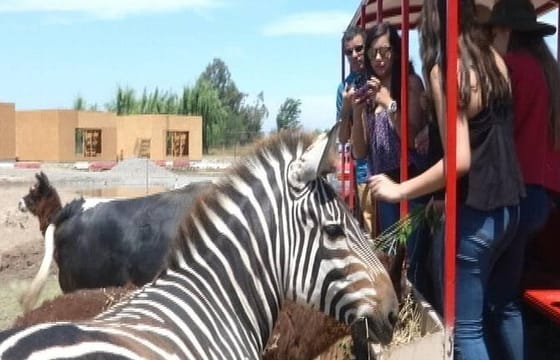 Half day visit to Safari Park Rancagua Chile a wild adventure
