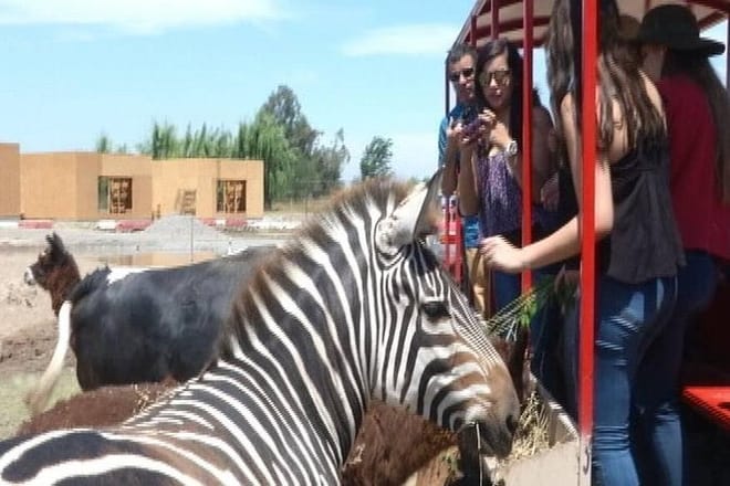 Half day visit to Safari Park Rancagua Chile a wild adventure photo 2