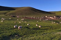 Private Day Tour to Qinghai Lake and Chaka Salt Lake from Xining 4