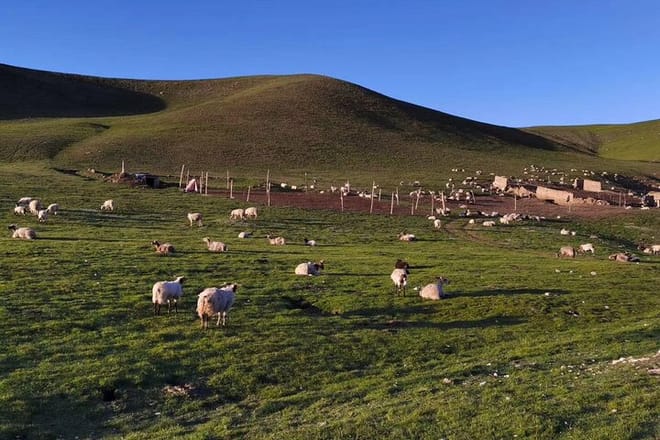 Private Day Tour to Qinghai Lake and Chaka Salt Lake from Xining photo 4