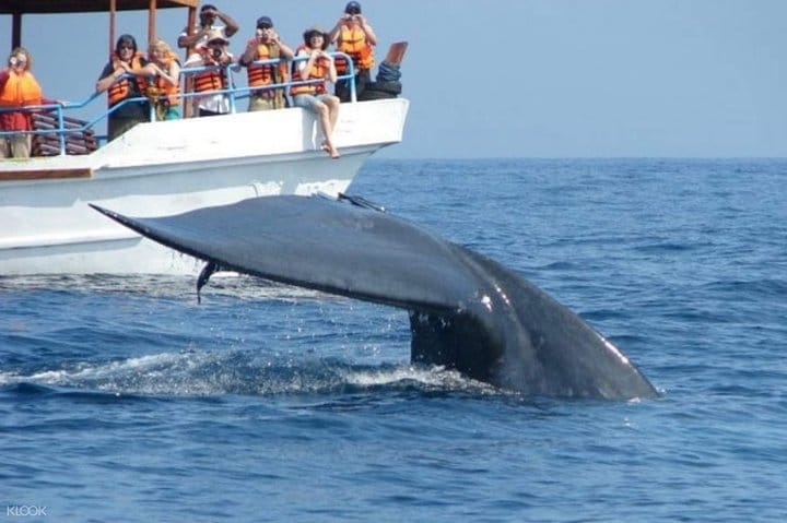 Mirissa Whale Watchin Tour From Hambantota 2