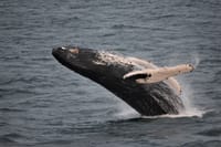 Whales & Sea Angling 8