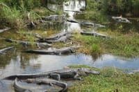 Everglades Airboat Experience – Wildlife & Wetlands 6