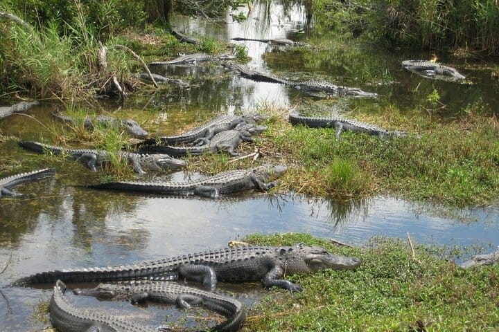 Everglades Airboat Experience – Wildlife & Wetlands 6