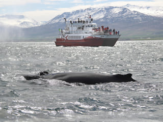 Combo Whale Watching and Goðafoss, photo 8