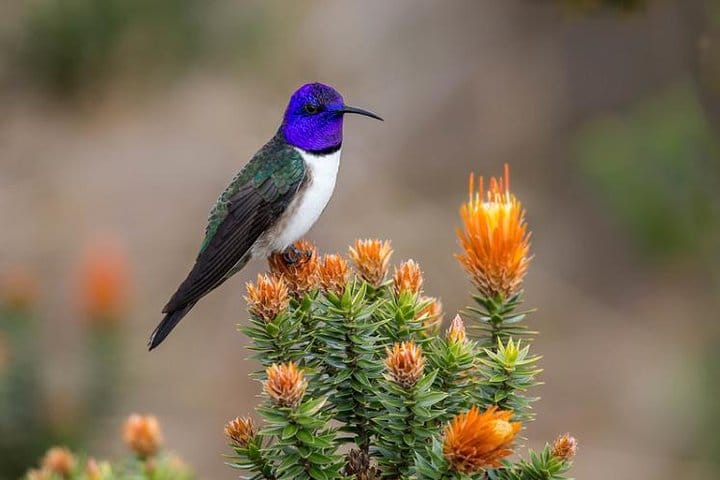 privated tour Antisana Volcano and Bird watching for begginers