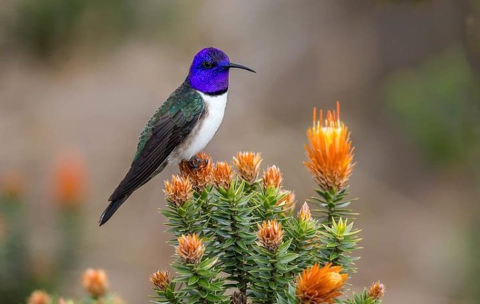 Private Antisana Volcano Tour and Bird Watching in Ecuador