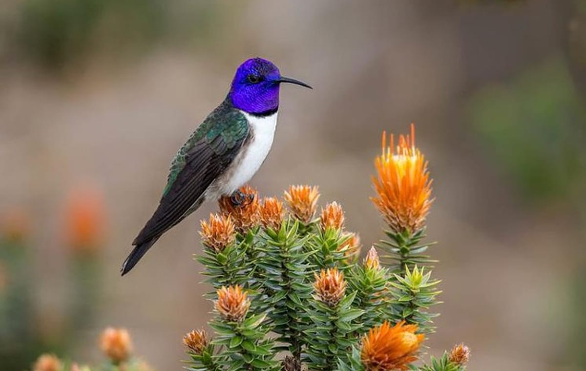 privated tour Antisana Volcano and Bird watching for begginers