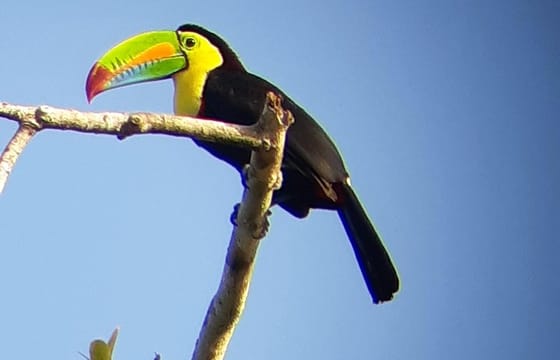 Ancon Hill Eco Walk – Sloths, Toucans & Skyline Views