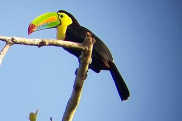 Ancon Hill Eco Walk: Wildlife Viewing and City Views in Panama City