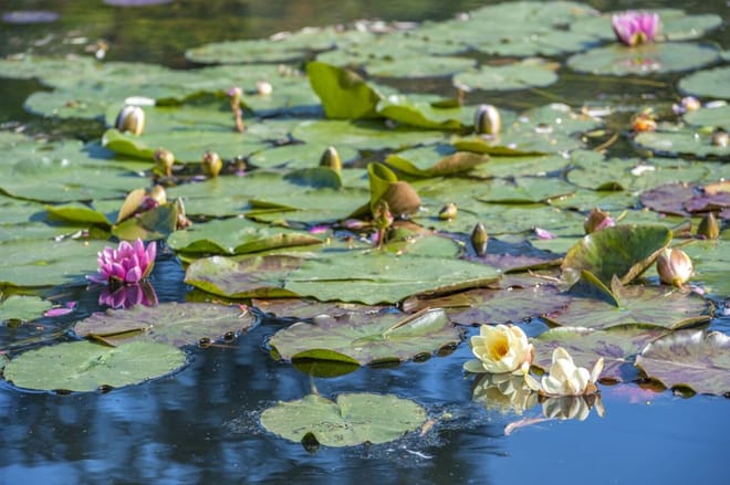 Rouen: Private Giverny Gardens Shore Excursion