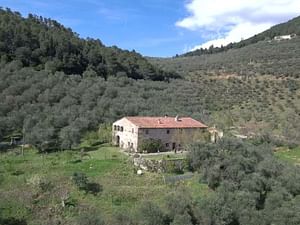 Olive Mill Tour with Oil and Food Tastings near Pisa