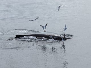 Best Value Whale Watching tour from Reykjavik, photo 18