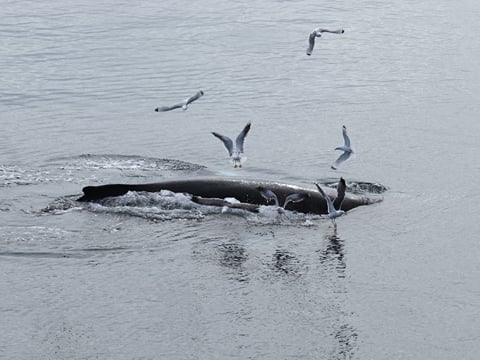 Best Value Whale Watching tour from Reykjavik, photo 18