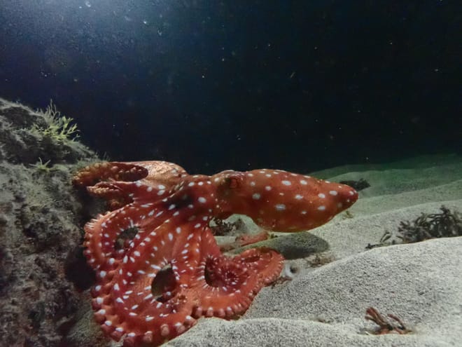 Private night Snorkeling in Porto Santo