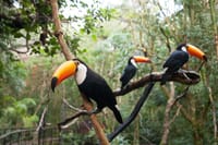 Bird Park