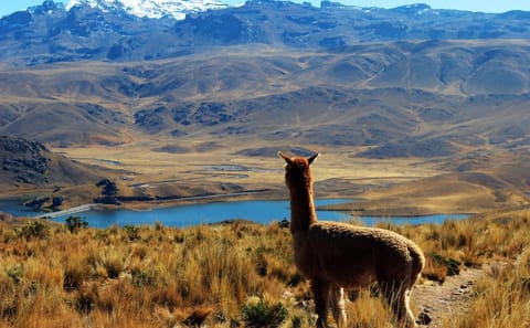 Semi-Private Nature Tour of Huaraz and Huascarán National Park