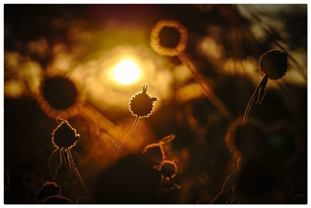 Chasing African Light. Cape Town. Guided