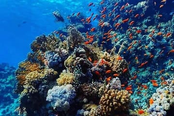 Beginner Scuba Diving Experience in Hurghada, Egypt
