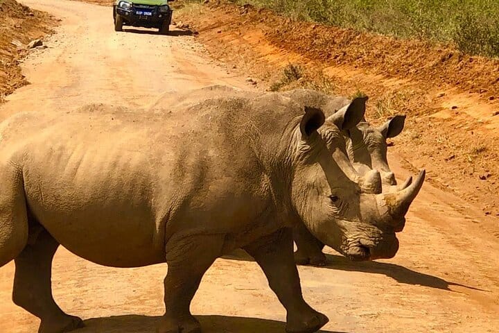 Join us for a close encounter with rhinos at the park! Our guided tours offer a unique opportunity to learn about these magnificent animals and their importance to the ecosystem