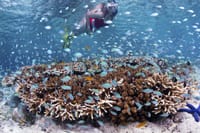 Bali: Padangbai Blue Lagoon Snorkeling Day Trip 7