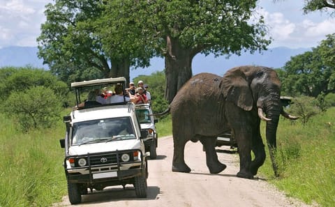 9-Day Kenya Wildlife Safari Adventure in Nairobi and Narok