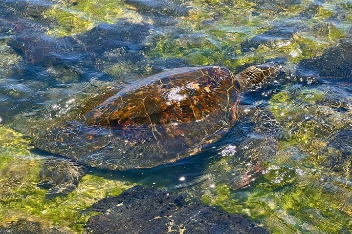 Kona Port: Private History & Farmer’s Market Excursion