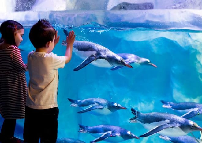 SEA LIFE London Aquarium Advance Ticket photo 4