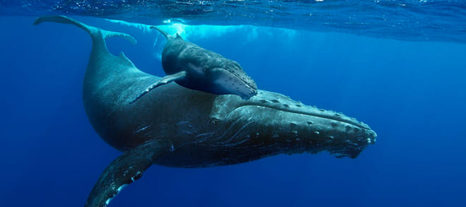 Samana Tours (With Whales) Full Day Excursion! photo 3