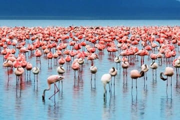 2-Day Birdwatching Tour of Lakes Bogoria and Nakuru from Nairobi