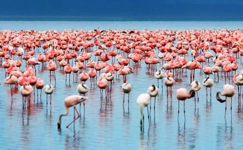 2-Day Birdwatching Tour of Lakes Bogoria and Nakuru from Nairobi