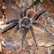 Tarantula