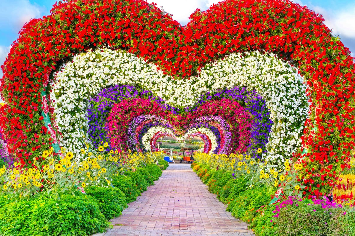 Dubai  Miracle Garden tour & Marina Dhow Cruise with Dinner with  Private  Roundtrip   Transfer