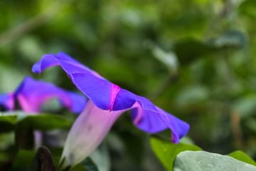 Full Day Tour of Volcanoes and Mayan Sites in El Salvador