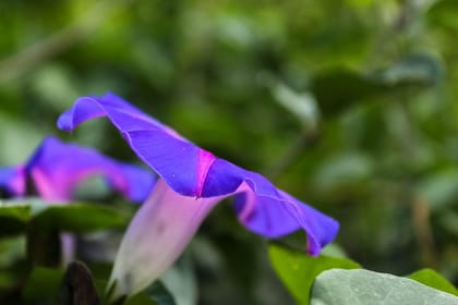 The best Full Day Combo Tour – Volcanoes, Lake & Mayan Sites