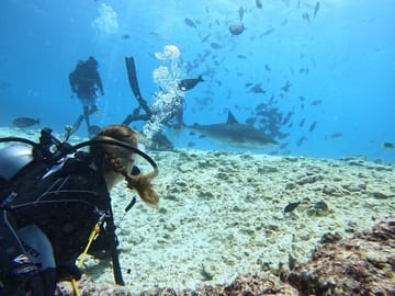 Tiger Shark Diving Experience in Fuvahmulah Island