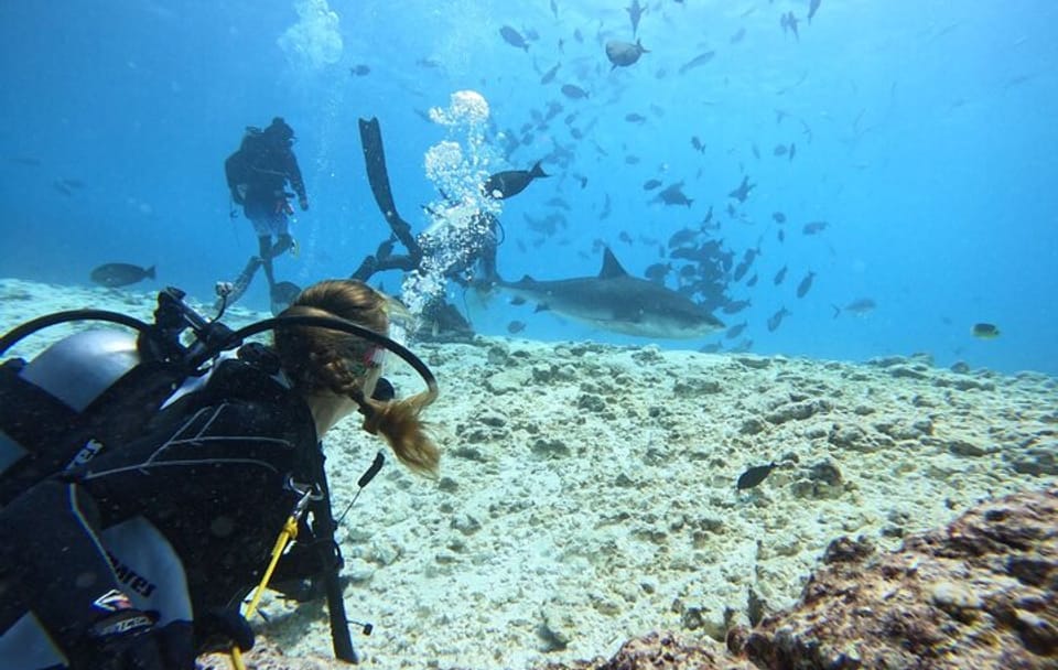 Tiger Shark Diving Experience in Fuvahmulah Island