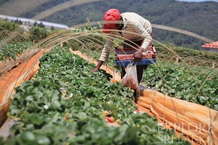 Instagramble Sri Lanka – 7 Days