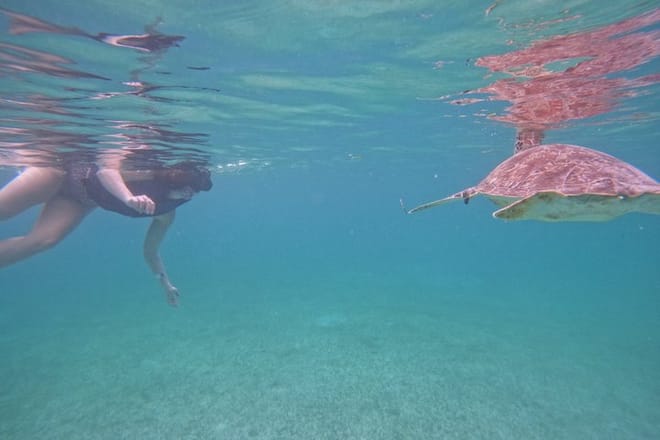 Santuario de tortugas Akumal Snorkel Experiencia marina