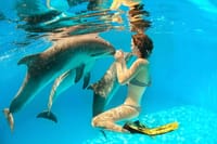 Dolphin Show & Swimming in Sharm EL Sheikh 4