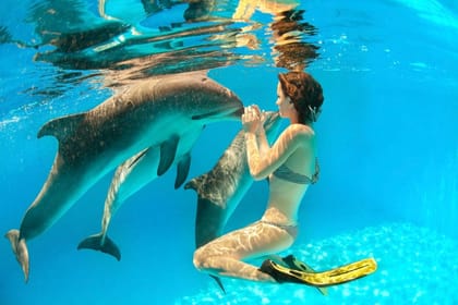 Dolphin Show & Swimming in Sharm EL Sheikh