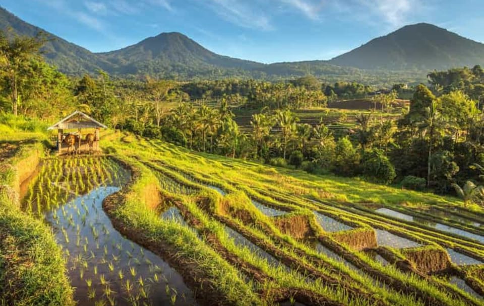 North Bali Day Tour: Jatiluwih Rice Terraces and Ulun Danu Temple