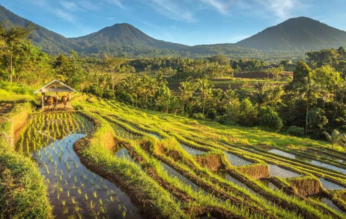 North Bali : Spectacular Terraces, Waterfall and Lake Temple