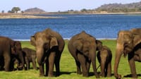  From Habarana: Sigiriya & Minneriya Safari Tour 1