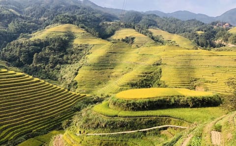 Longji Rice Terraced Fields and Minority Villages Tour