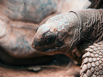Giant Aldabra tortoises on Prison Island